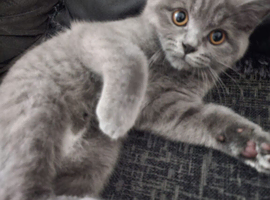 British Short Hair Grey for Sale