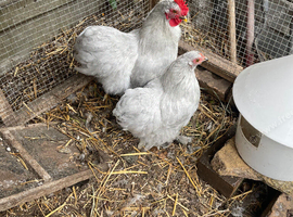 Lavender Pekin bantam