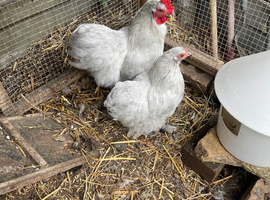 Lavender Pekin bantams