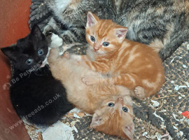 3 kittens for sale