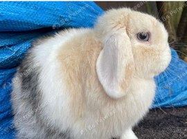 mini lobby rabbits