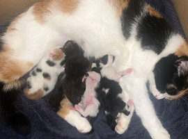 Kittens