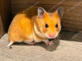 Syrian hamster