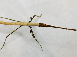 Lobofemora cat tien stick insects x 5