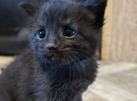 Boy kitten