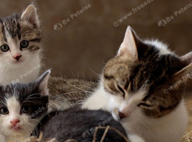Farm kittens