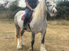 Gorgeous 16.1h chunky rose grey cob mare