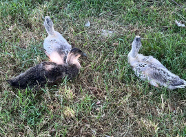 Runner ducklings