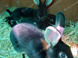 Rex rabbits