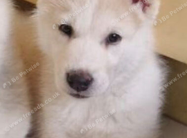 Dad Siberian White Husky - Beautiful male and female husky puppies.