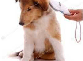 Microchip servives