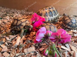 Baby Greek tortoises August 2026