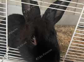 Beautiful male 6 month old rabbit