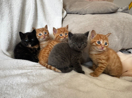 Kittens available 16th may