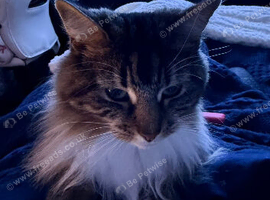 Long haired domestic cat