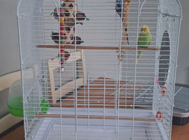 Budgies