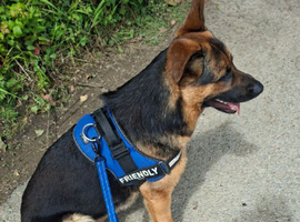 My gorgeous German Shepherd boy