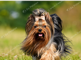 BABY FACE YORKSHIRE TERRIERS KC DNA TESTED PARENTS