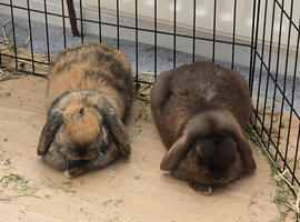 2 mini lop rabbits
