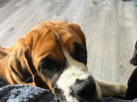 6 month old St Bernard