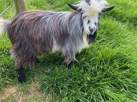 1 Year Old Registered Intact Male Pygmy Goat For Sale -  Ready for Duties