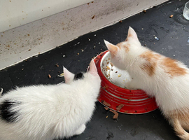 Kitte for sale