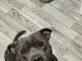 Blue boy