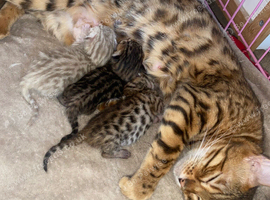 3 beautiful kittens now ready for a forever family