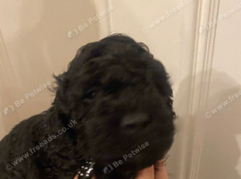 Covapoo pups for sale