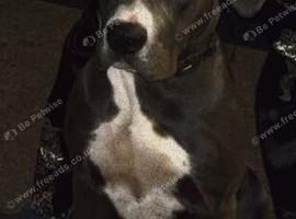 Cane Corso X Presa Canario Pup