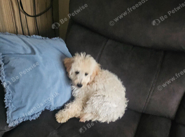 Stunning cavapoo boy