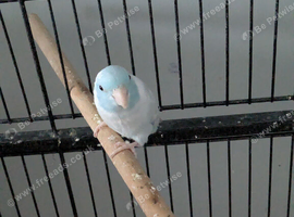 Male parrotlet