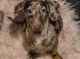 Minature dachshund for stud