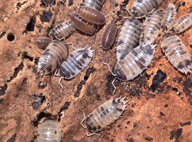Dairy Cow Isopods / Woodlice