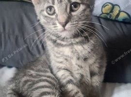 Kitten