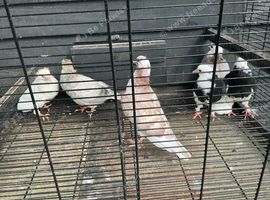 Young rollers for sale