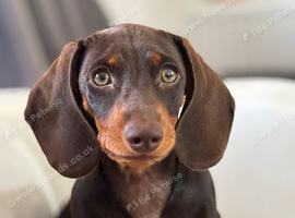 Mini Dachshund Male