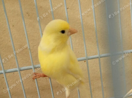 One female Canary