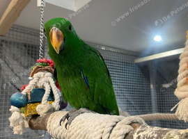 Ready Now HandReared Very Tame Stunning Eclectus Parrot,18