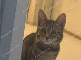 Beautiful Female Tabby Cat - &pound;100