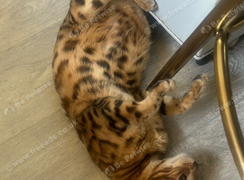 Beautiful bengal kittens ready for a new home today