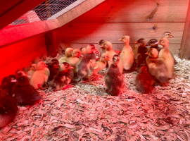 Day old Indian Runner Ducklings