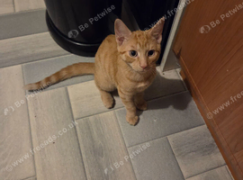 16 week old ginger male