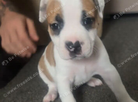 American Bulldog &times; Mastiff Puppies &ndash; 2 Boys & 1 Girl