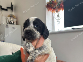 Sprocker puppies