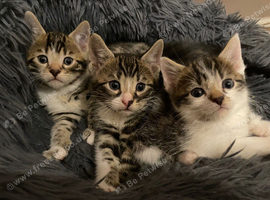 bengal crossbreed kittens