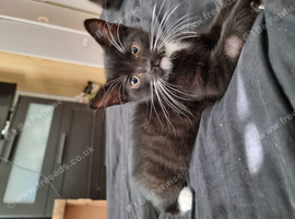 Kitten for sale