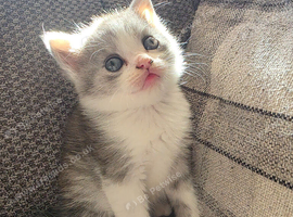 Beautiful British long haired kittens