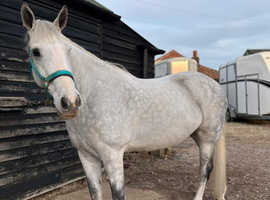 Devons equine clipping service