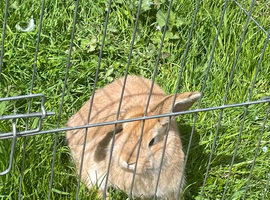 Male Mini Lop bunny rabbit for sale